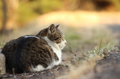 猫の日。