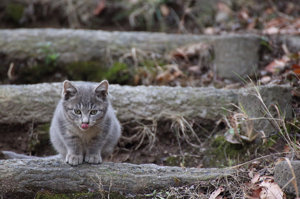 こねこ