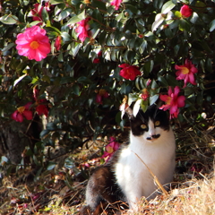 山茶花猫