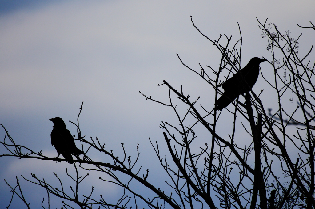 crows