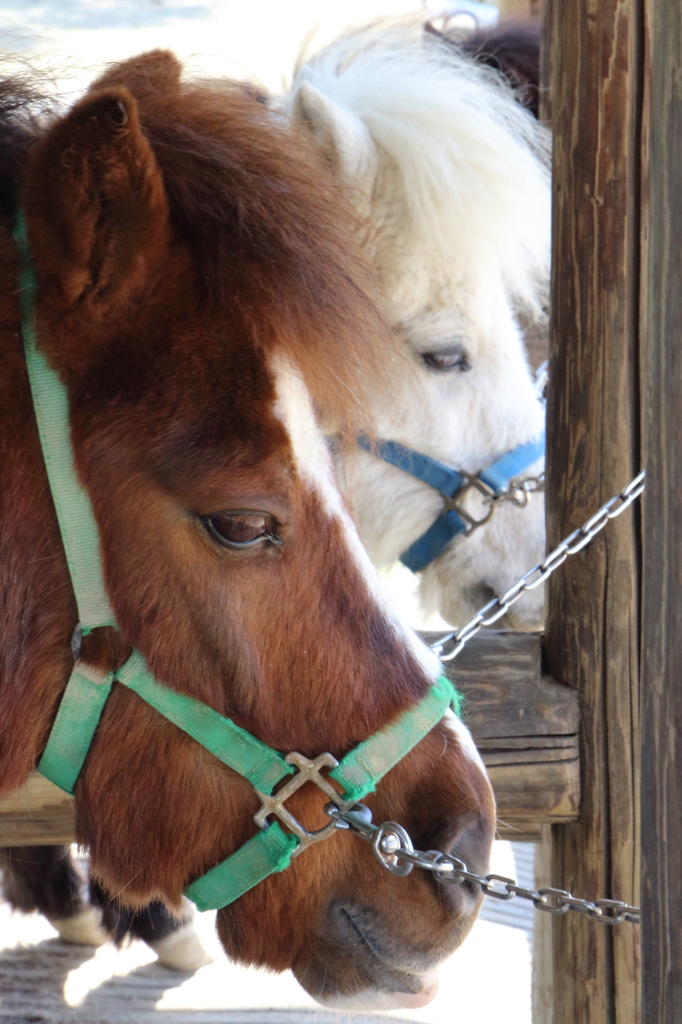Pony