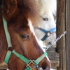 Pony