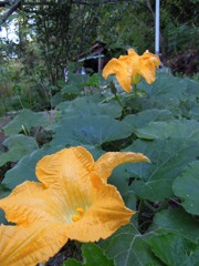 かぼちゃの花