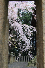 しだれ桜