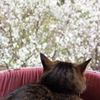 春うらら