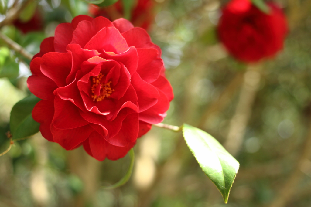 椿＜さつま紅＞