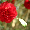 椿＜さつま紅＞
