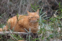 切り株ねこ