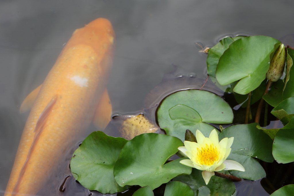 コイの睡蓮