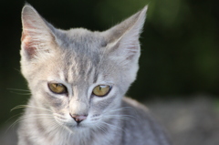 野良子猫