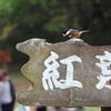 紅葉待ち？