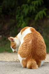 しだれ猫