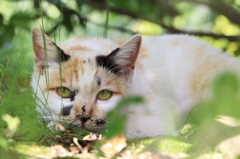 木陰猫