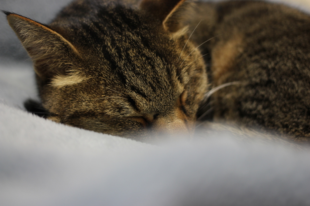 猫は〇くなる。