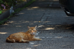 野良の生活