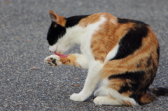 三毛猫の肉球