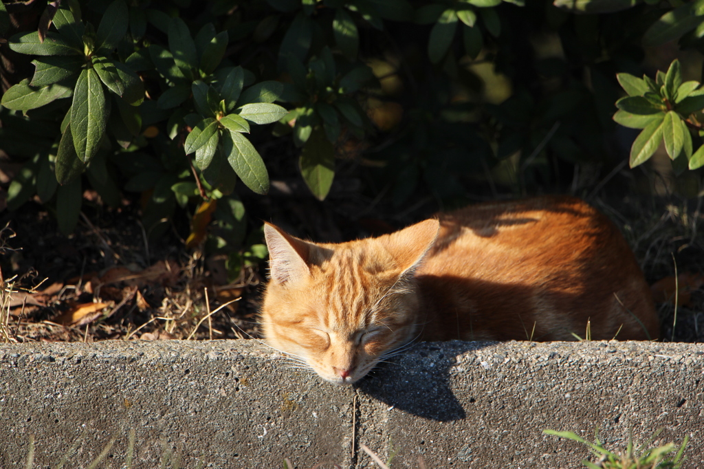 Ｚｚｚ