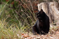 黒猫