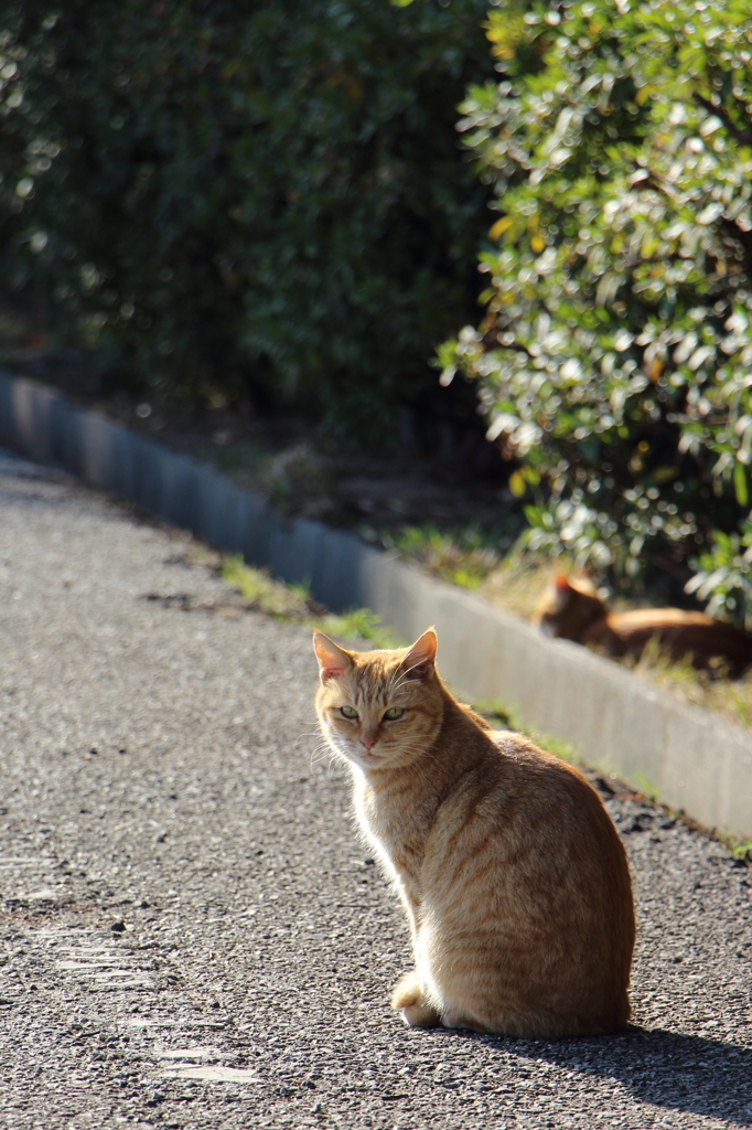 見返り猫