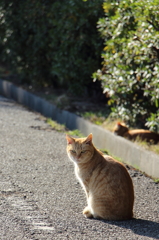 見返り猫