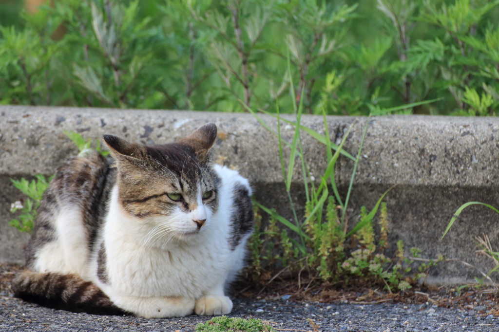 ミミズク猫