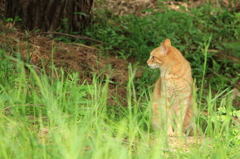 森ねこ