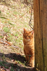 お澄まし猫