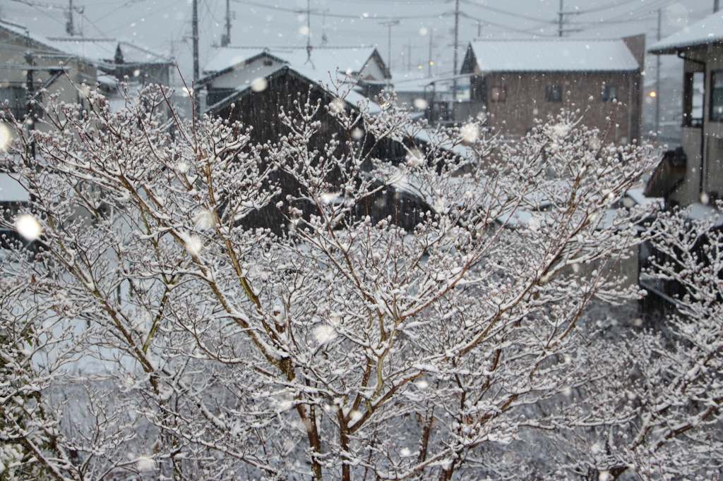 ～雪化粧～