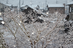 ～雪化粧～