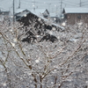 ～雪化粧～