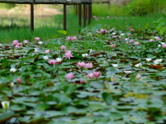 たわわの里の池にて