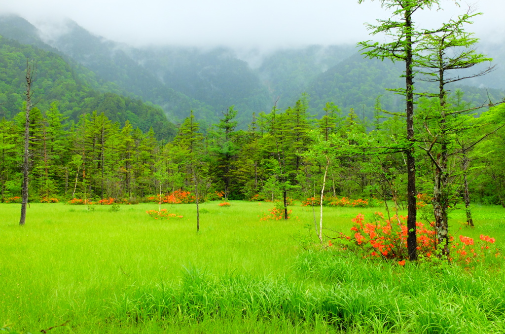 上高地　田代湿原