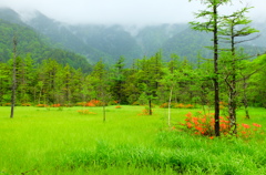 上高地　田代湿原