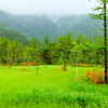 上高地　田代湿原