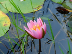 蓮の花