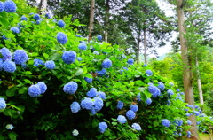DSCF0886