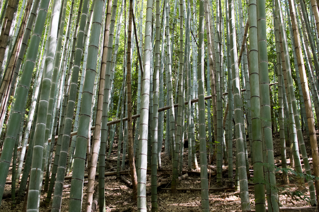 Sigma30mm F1.4試し撃ち