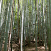 Sigma30mm F1.4試し撃ち
