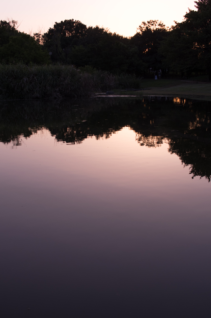 Sigma30mm F1.4試し撃ち