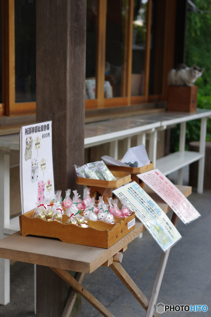 ネコの営業妨害！？ん？招き猫600円を買えってことか。
