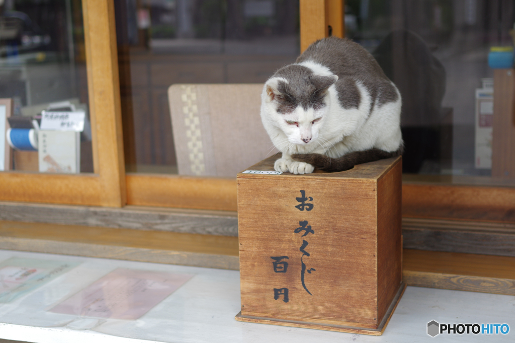 ネコの営業妨害！？おみくじがひけません。