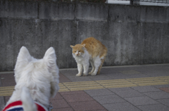 やんのかコラ!