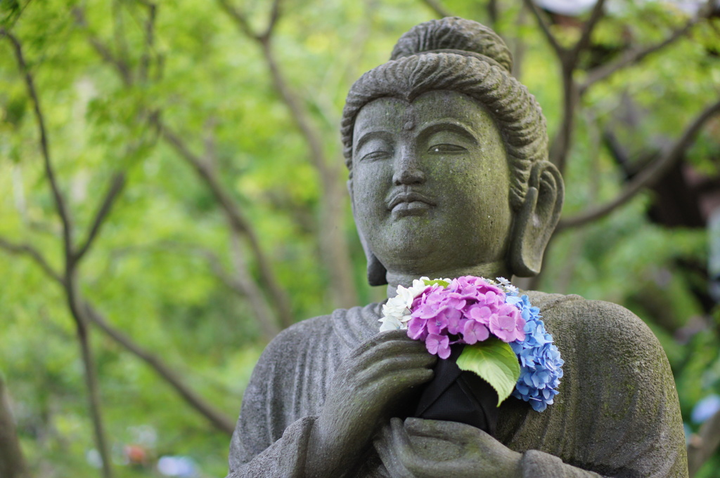 長谷寺のあじさい
