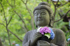 長谷寺のあじさい