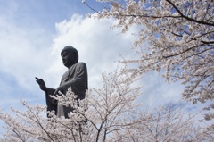 桜と大仏様