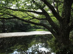 平伏沼