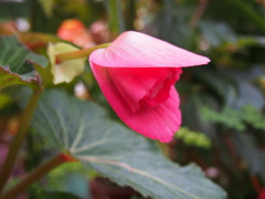 見守り花