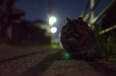 夜遊び