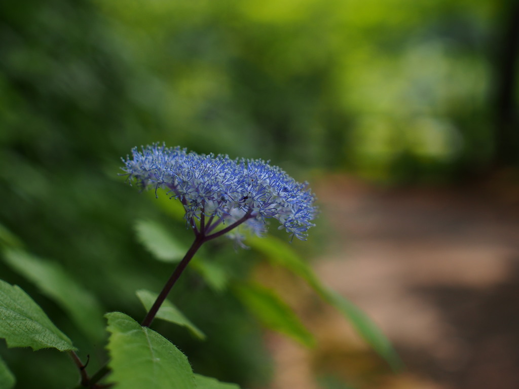 山紫陽花って