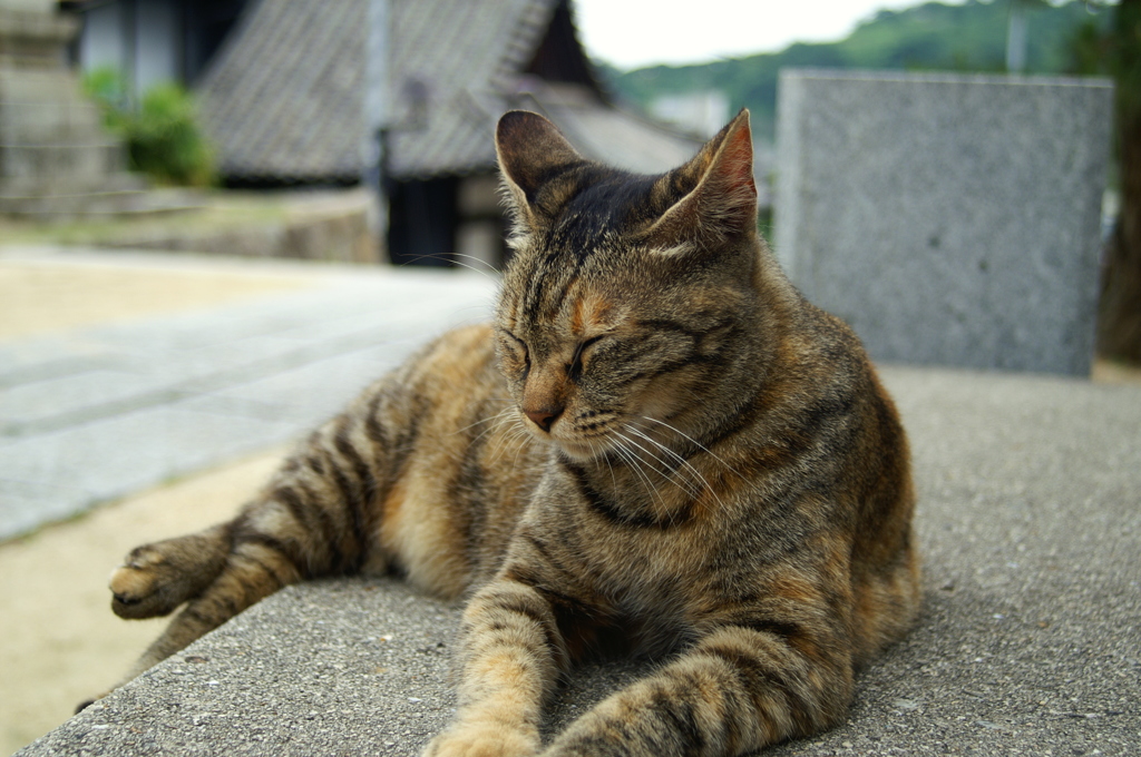 だらけ猫